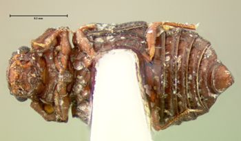 Media type: image;   Entomology 6619 Aspect: habitus ventral view